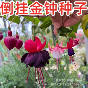 倒挂金钟花种籽花卉大全灯笼花种子室内外盆栽吊兰重瓣灯笼花