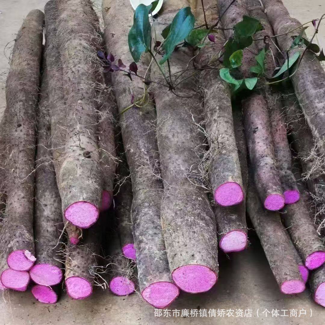 紫玉淮山种子蔬菜种子四季高产农家云南山药种子紫色长山药种子紫