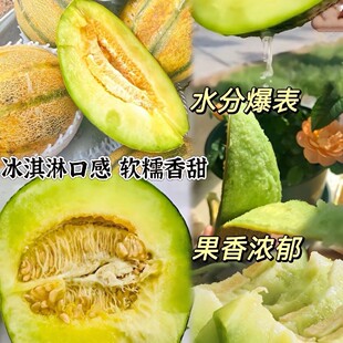 老汉瓜种子新疆超甜西域甜瓜种籽春秋四季阳台盆栽哈密瓜水果种孑