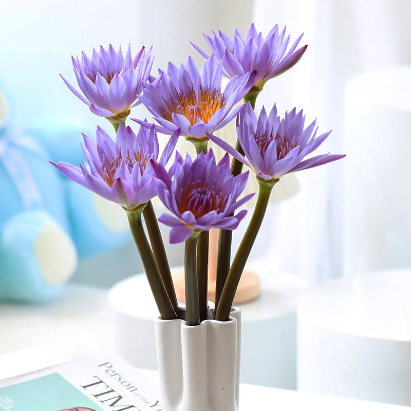 荷花云南鲜花昆明直发睡莲花空运包邮办公室瓶插花礼品水养鲜切花