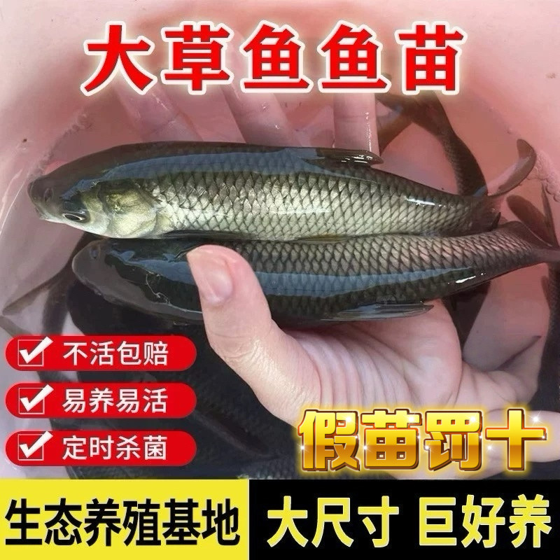 草鱼苗超大草鱼苗淡水养殖食用冷水鱼活体草鱼脆肉皖鱼半斤草鱼苗,畜牧/养殖物资,鱼苗/种鱼,淘宝优惠券,粉丝福利购,淘宝优惠卷