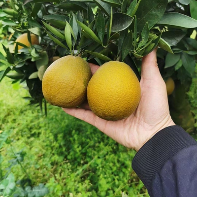 秭归脐橙棕橙黑美人巧克力橙自家果园现摘现发新鲜水果手剥甜橙子