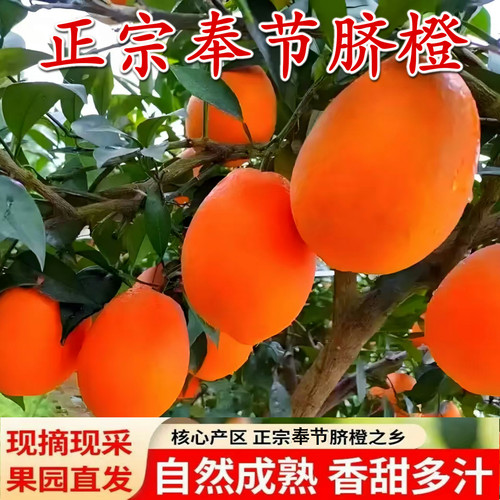 重庆奉节脐橙纽荷尔夏橙伦晚10斤20斤鹅蛋椭圆形无籽整箱送礼包邮
