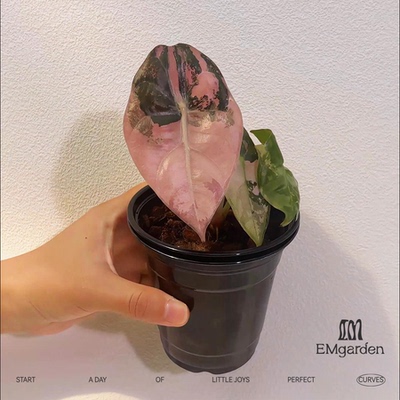 粉锦紫玉风铃海芋 Alocasia Sedenii Pink Variegated