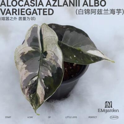 EMgarden|白锦阿兹兰海芋 Alocasia Azlanii Albo Variegated