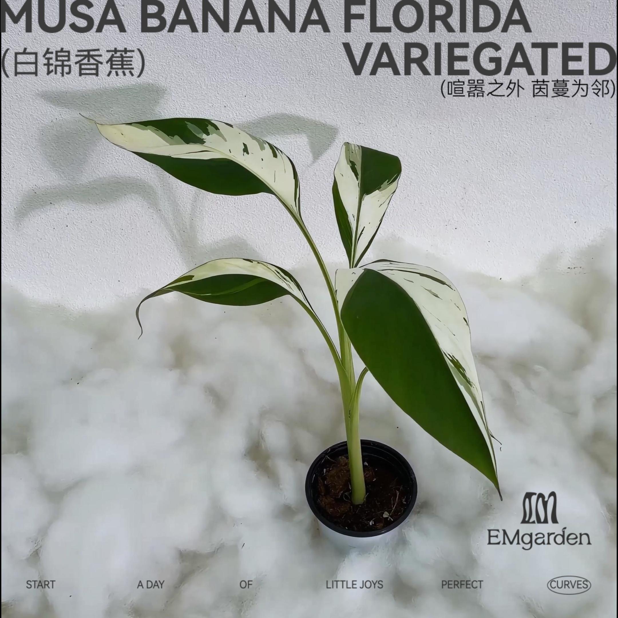 EMgarden|白锦香蕉 Musa Banana Florida Variegated