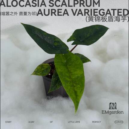 EMgarden|黄锦板盾海芋 Alocasia Scalprum Aurea Variegated