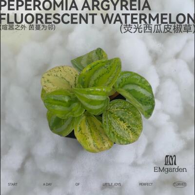 荧光西瓜皮椒草 Peperomia Argyreia Fluorescent Watermelon