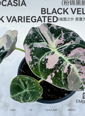 粉锦黑鹅海芋 Alocasia Black Velvet Pink Variegated