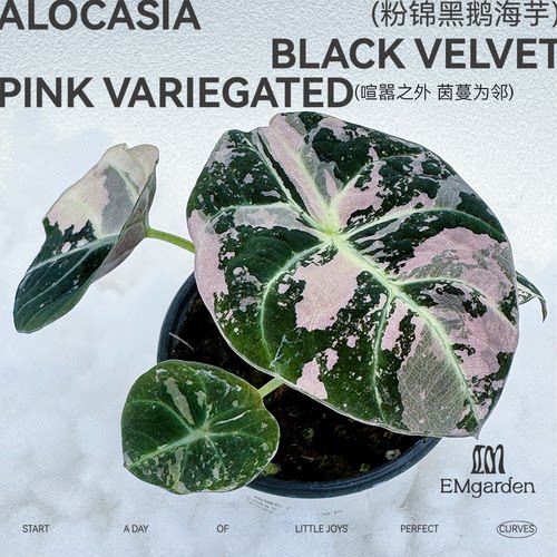粉锦黑鹅海芋 Alocasia Black Velvet Pink Variegated