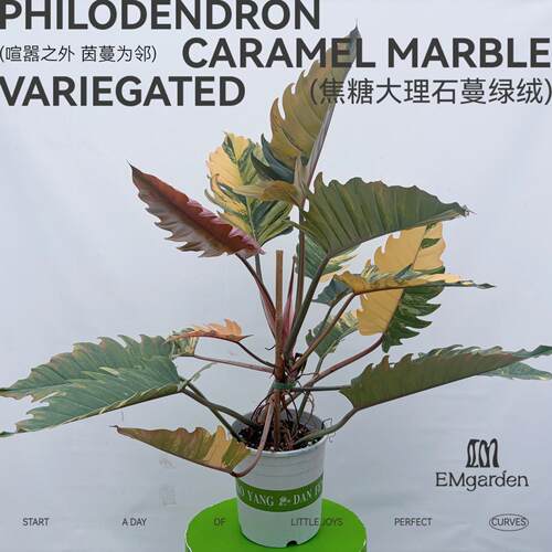 EM|焦糖大理石蔓绿绒 Philodendron Caramel Marble Variegated