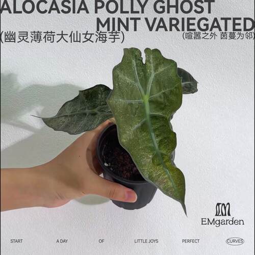 EM|幽灵薄荷大仙女海芋 Alocasia Polly Ghost Mint Variegated