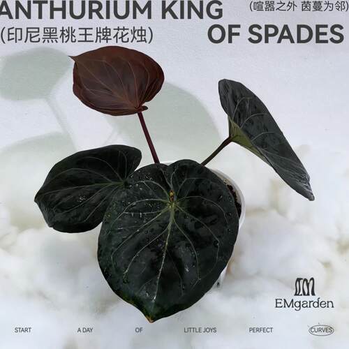 EMgarden|印尼黑桃王牌花烛/KOS花烛 Anthurium King of Spades