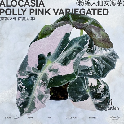 粉锦大仙女海芋 Alocasia Polly Pink Variegated