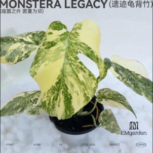 遗迹龟背竹 Monstera Legacy