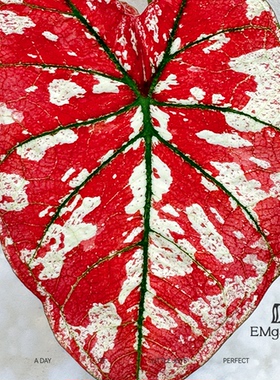 猩红玛丽彩叶芋 Caladium The Only One In the Universe
