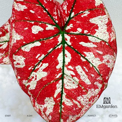 猩红玛丽彩叶芋 Caladium The Only One In the Universe