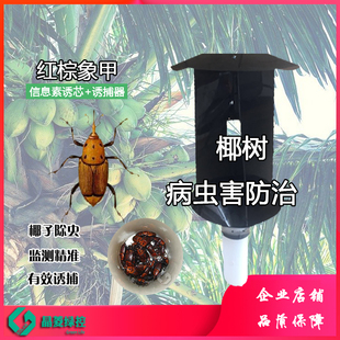 1套 红棕象甲诱芯信息素引诱剂椰子树象甲除虫诱捕器 包邮