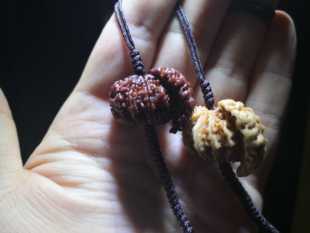 象鼻金刚菩提鹿角根付