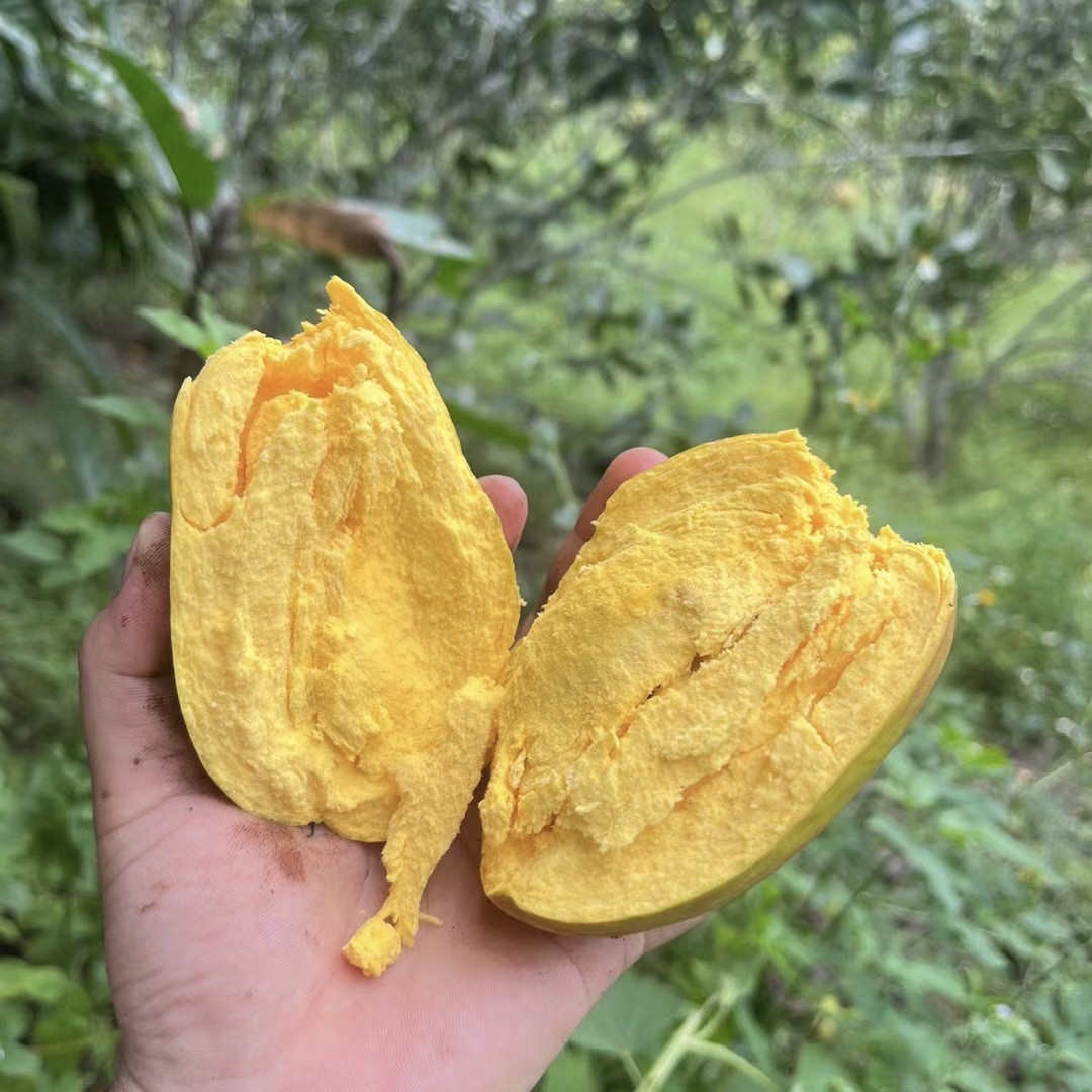 云南西双版纳热带雨林新鲜水果蛋黄果鸡蛋果生态绿色不打药