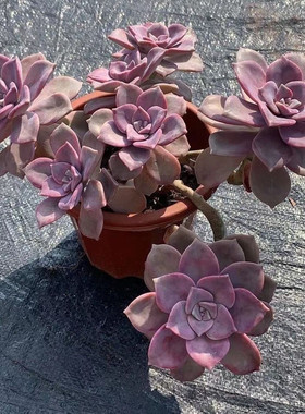 紫乐多肉老桩群生多头带崽精品盆栽紫色花卉新手好养阳台植物绿植