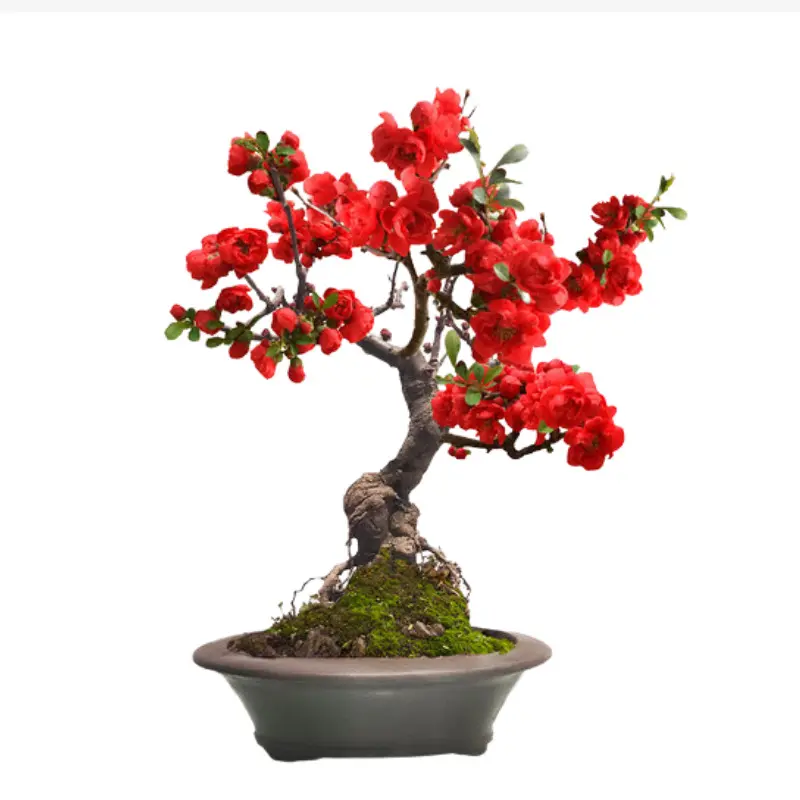 海棠观花长寿冠 绿宝石 红玉 初心 大彩玉 复色 双色海棠品种