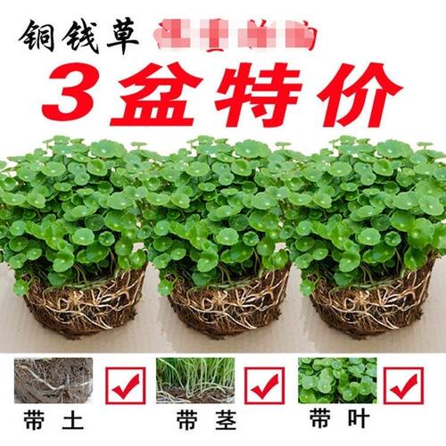 铜钱草室内盆栽花卉绿植套餐