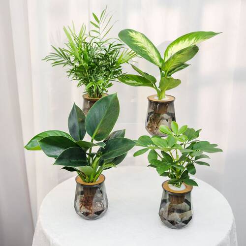 缓解疲惫水培绿植四件套家居净化空气玛丽安金钻富贵椰子鸭脚木
