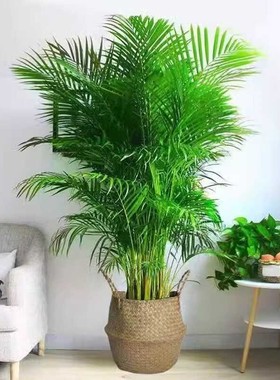 散尾葵富贵椰子袖珍椰子绿植盆栽植物室内客厅卧室办公室绿植前台