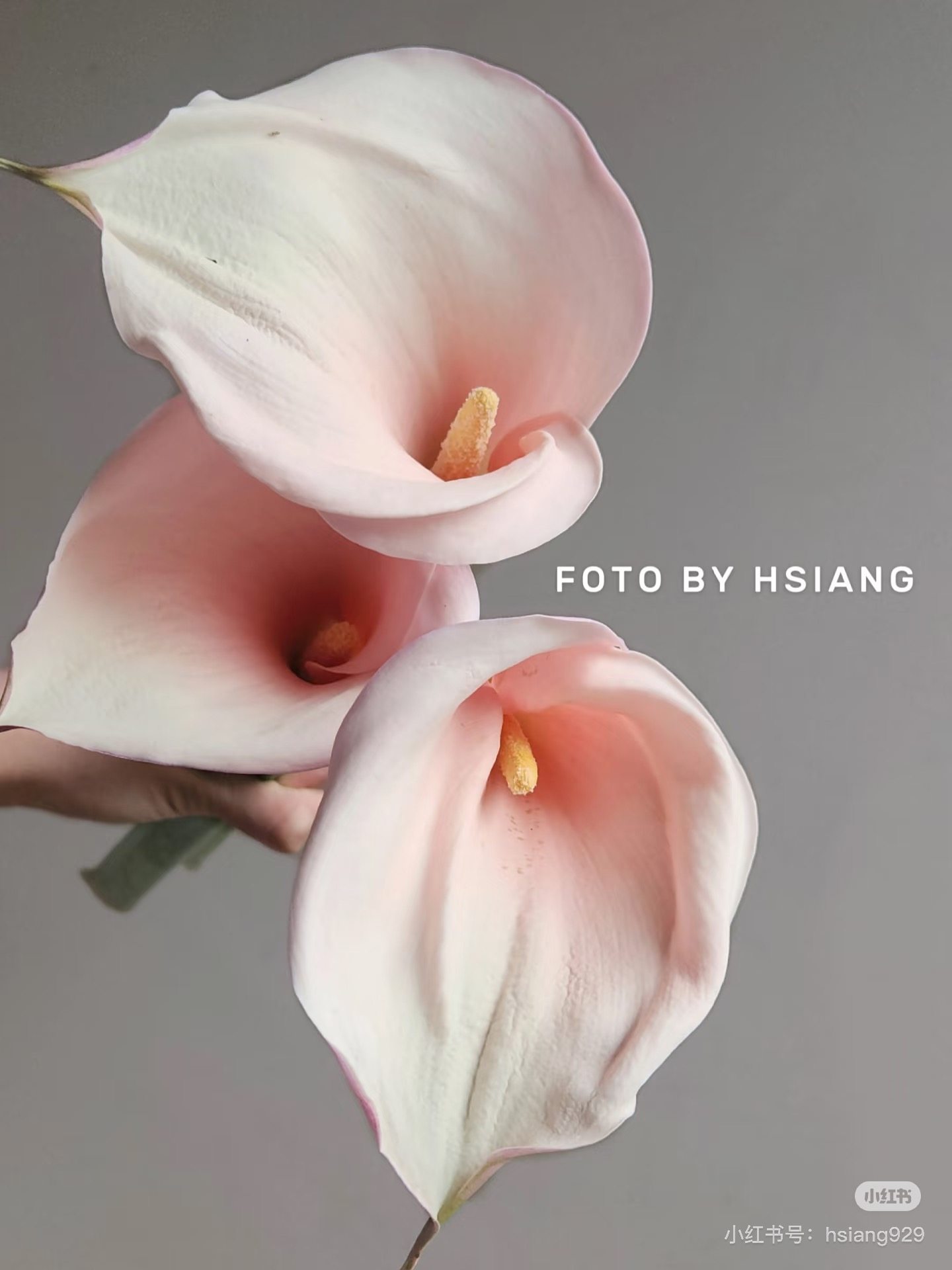 马蹄莲5支 火烈鸟 需要拍邮费