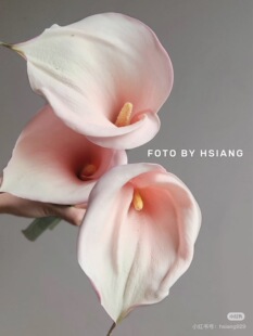 包邮 不 需要拍邮费 火烈鸟 马蹄莲5支