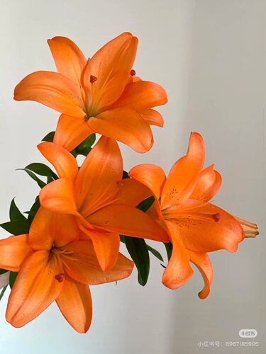 必拍】A级多头橙色梦想百合5支 亚百合 【不包邮需要拍邮费