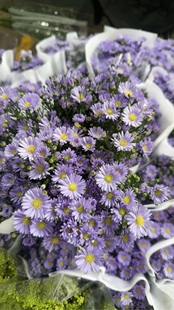 紫苑一扎 需要拍邮费 浅紫