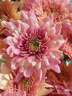 需要拍邮费 神仙小菊10支 必拍 大