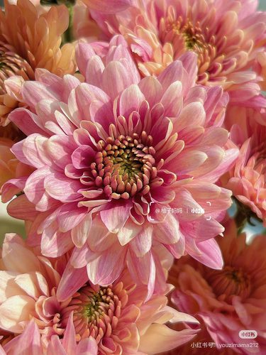 大花型）神仙小菊10支 【不包邮需要拍邮费