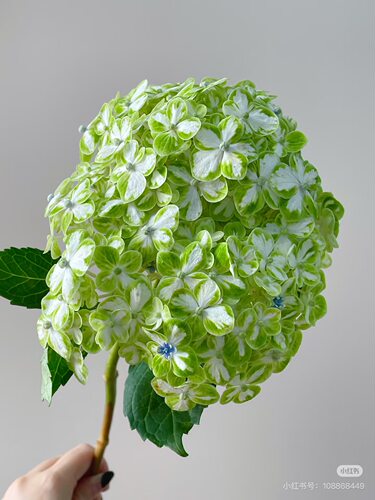 必拍色】绣球1只 花绿 需要拍邮费