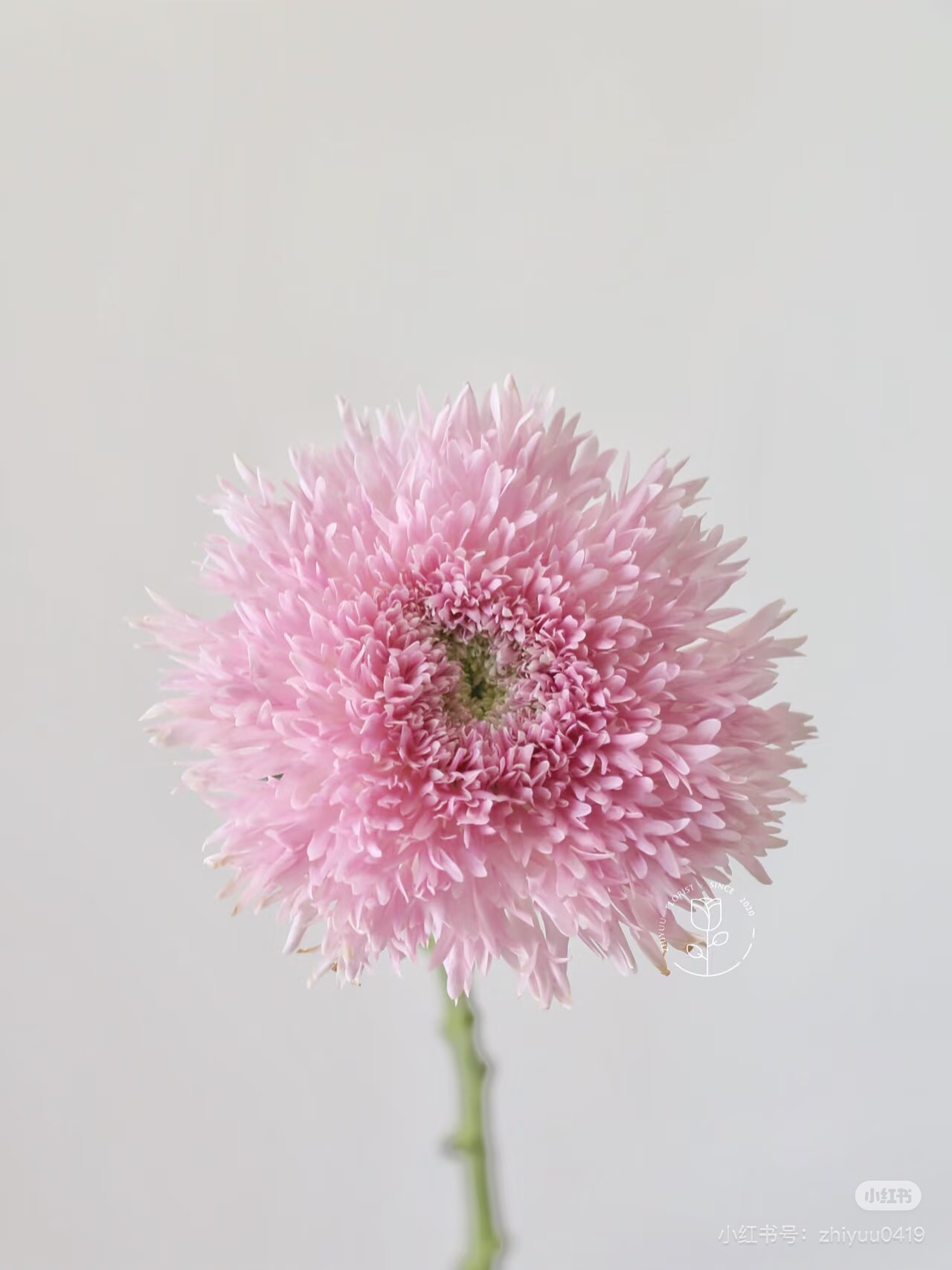 面包菊10只 粉 需要拍邮费