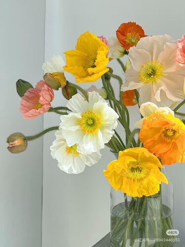 必拍】大头 虞美人8-10只20-30长 【不包邮需要拍邮费