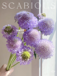 包邮 不 需要拍邮费 浅紫 松虫草一扎