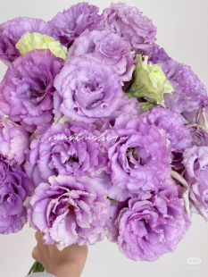洋桔梗800克 不 包邮 需要拍邮费 波浪浅紫