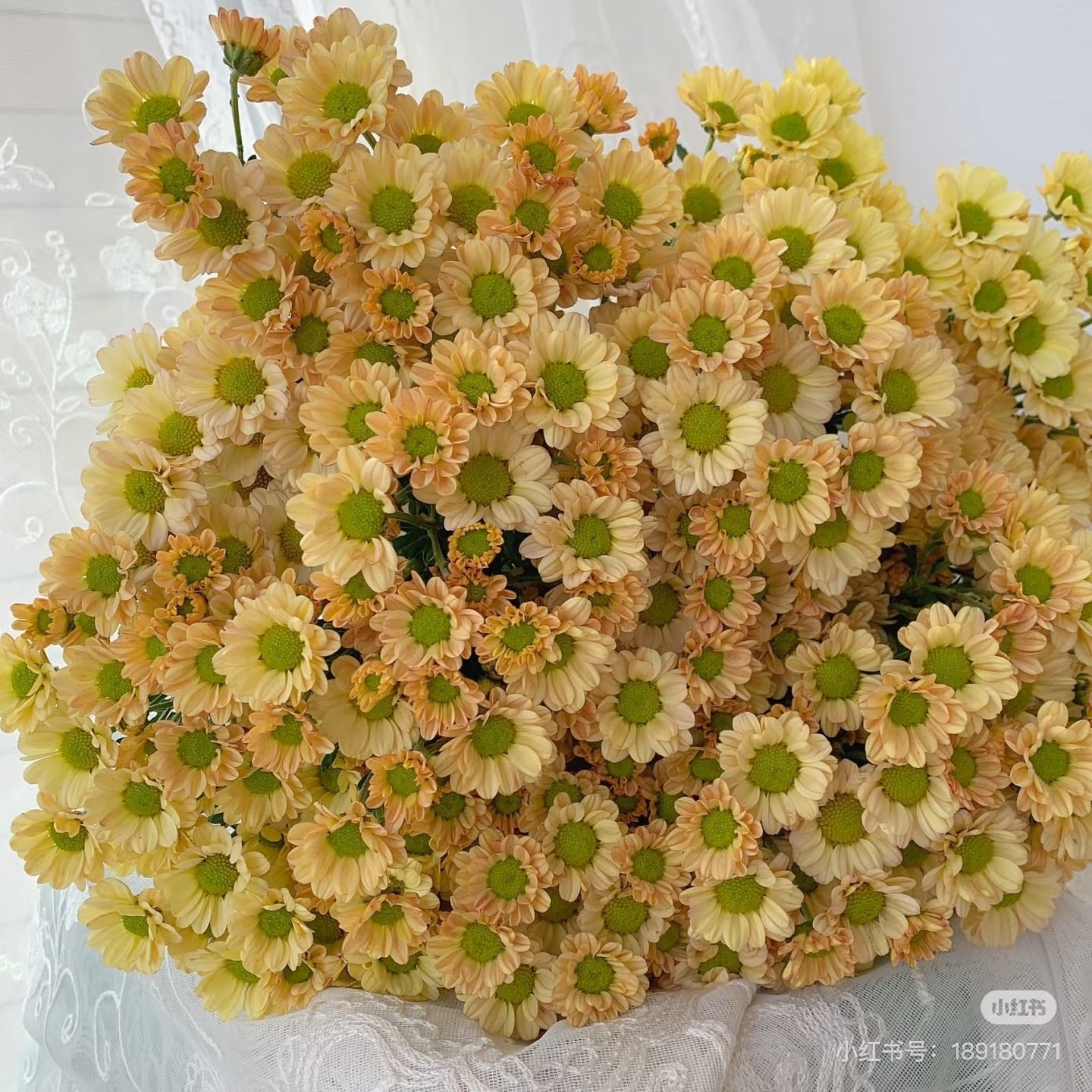 罗西香槟小菊10支 需要拍邮费