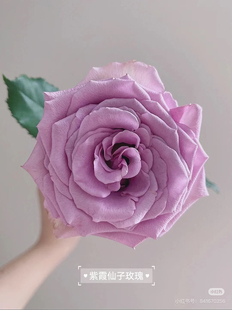 A级紫霞仙子玫瑰18 需要拍邮费 20只