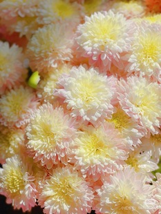 推荐 需要拍邮费 奶茶琉璃小菊10只