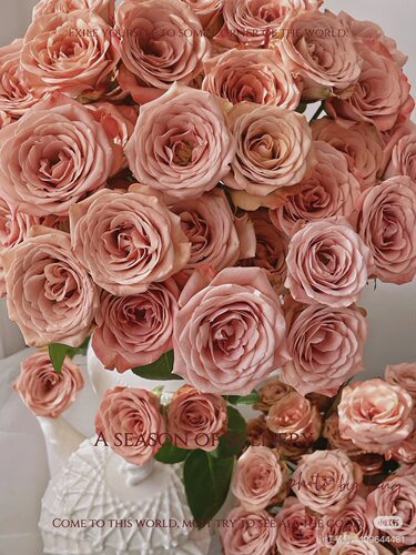 A级卡布奇诺玫瑰18-20只。需要拍邮费