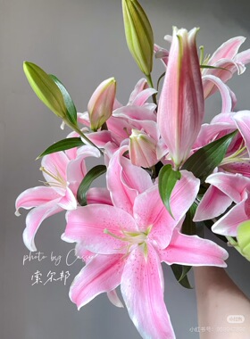 必拍】A级多头索尔邦百合5支 需要拍邮费