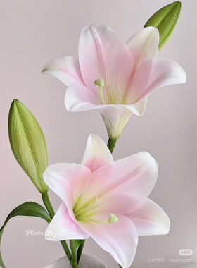 A级3头粉铁炮百合5支。【不包邮需要拍邮费