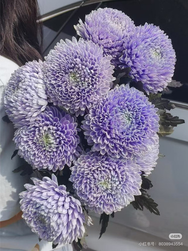 丰岛基地牡丹菊5支 薰衣草 （会有轻微色差）需要拍邮费发货