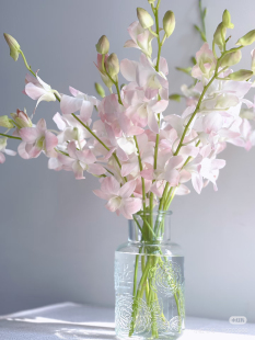 包邮 不 需要拍邮费 粉 泰国洋兰10支