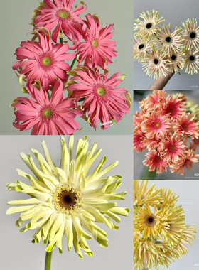 温度高不要拍【非洲菊】所以颜色链接，可选色 不包邮需要拍邮费