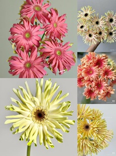 可选色 所以颜色链接 需要拍邮费 非洲菊